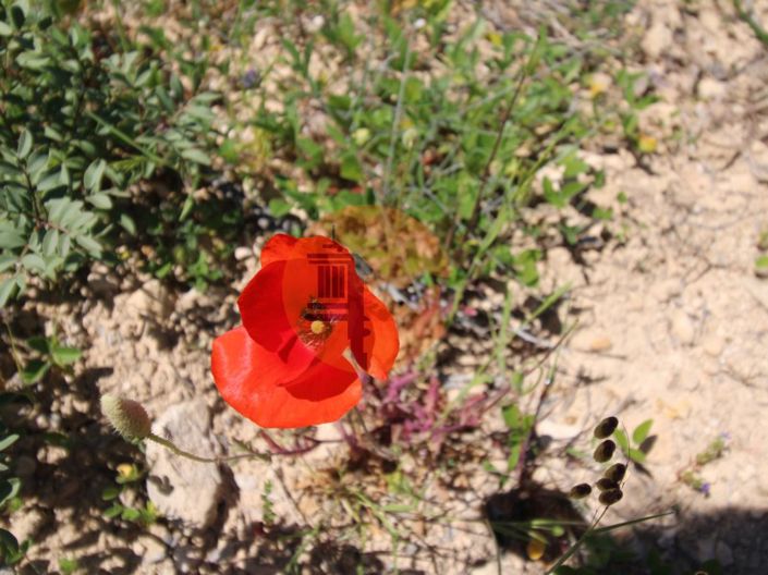 Image No.14-Terrain à vendre à Faro City