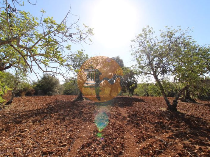 Image No.6-Terrain à vendre à Faro City