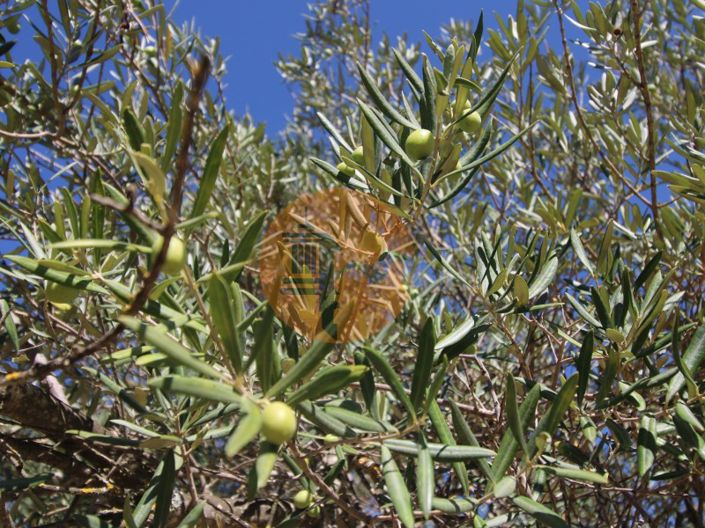 Image No.26-Plot for sale