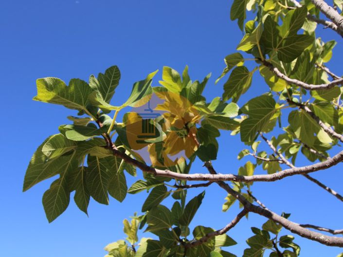 Image No.27-Plot for sale