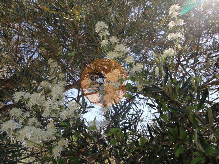 Image No.28-Plot for sale