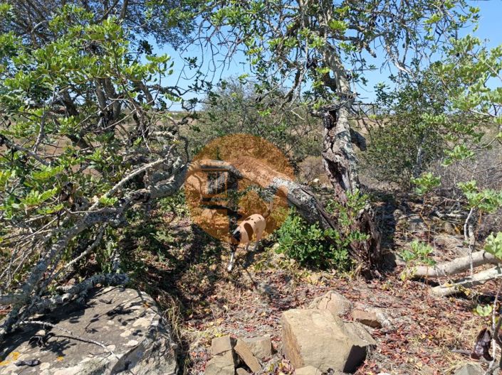 Image No.8-Terrain à vendre à Castro Marim