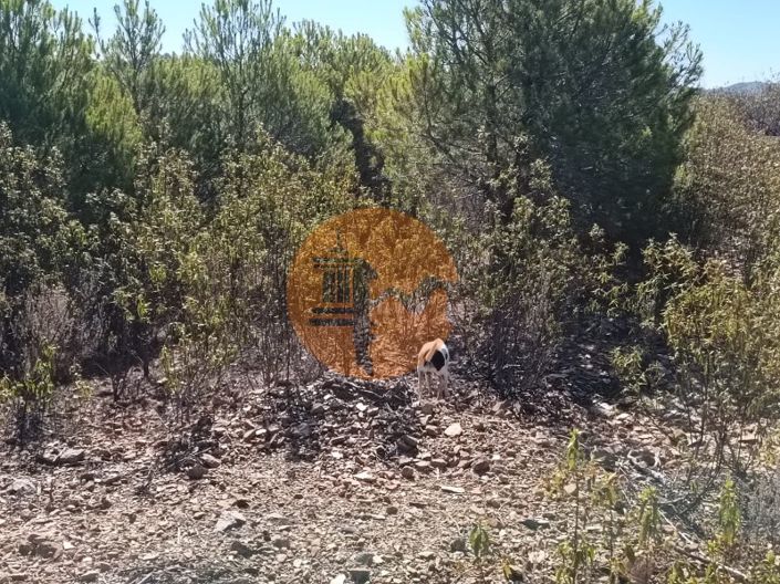 Image No.20-Plot for sale