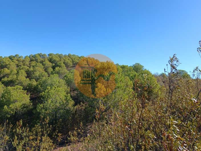 Image No.42-Plot for sale