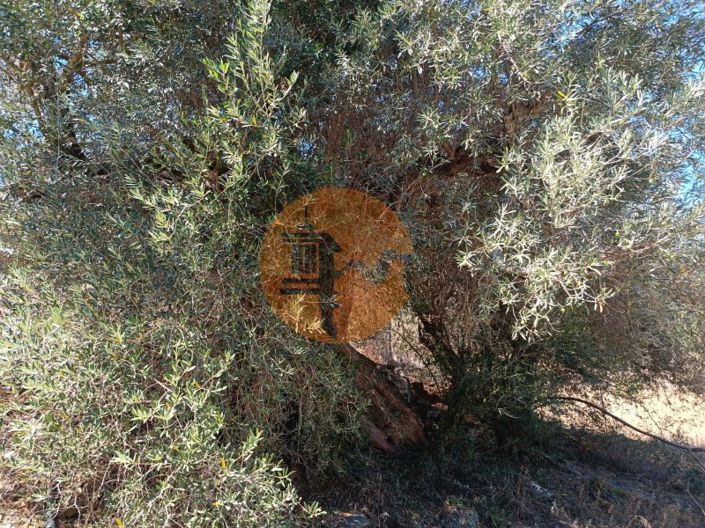 Image No.67-Plot for sale