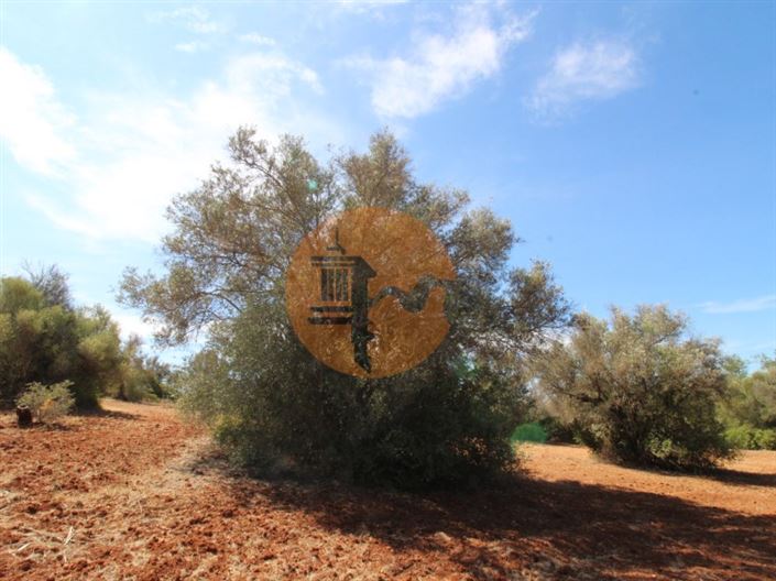 Image No.4-Terrain à vendre à Loule