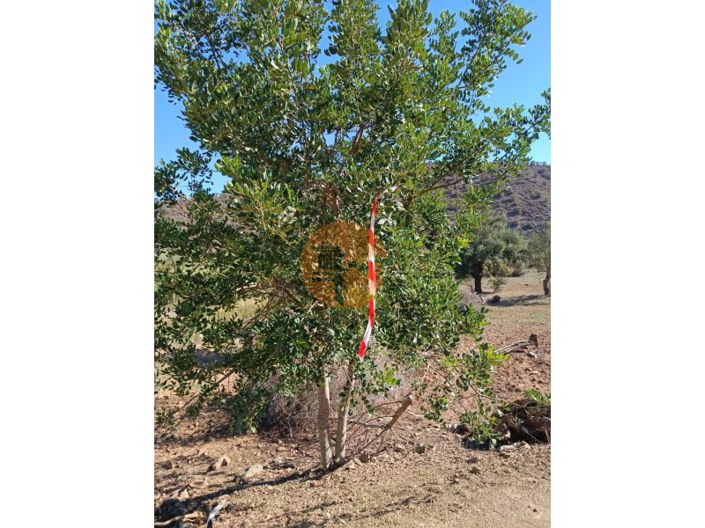 Image No.22-Terrain à vendre à Castro Marim