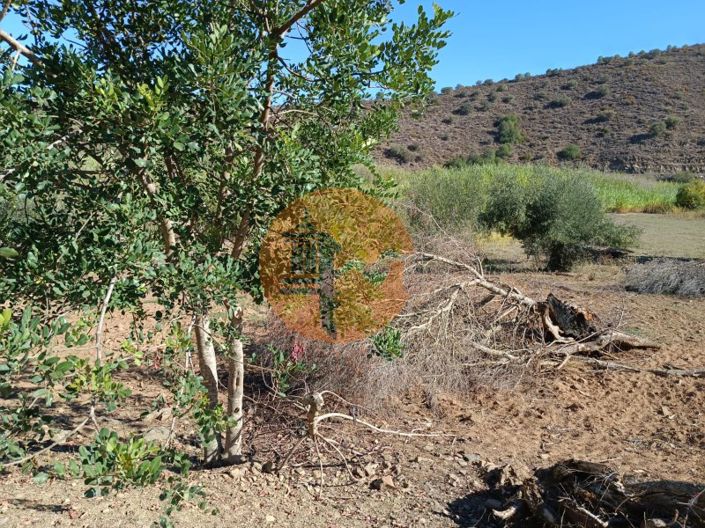 Image No.23-Terrain à vendre à Castro Marim