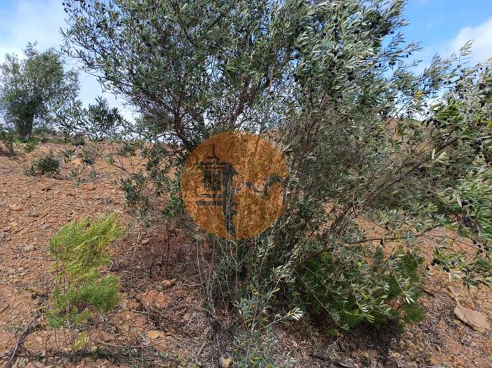 Image No.7-Plot for sale