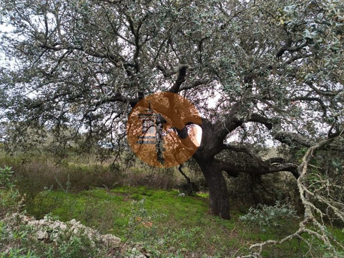 Image No.11-Plot for sale