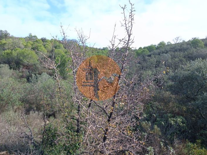 Image No.30-Terrain à vendre à Alcoutim