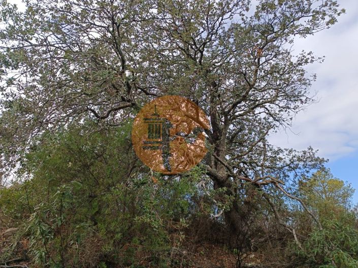 Image No.16-Terrain à vendre à Alcoutim