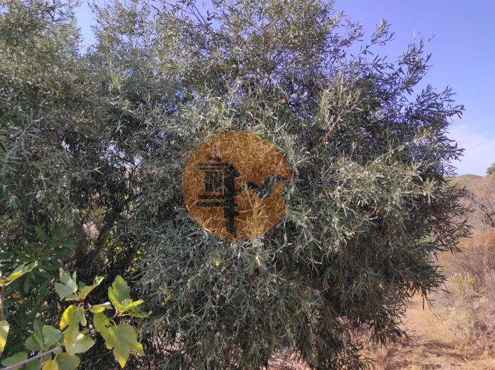 Image No.23-Plot for sale