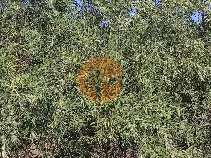 Image No.37-Plot for sale