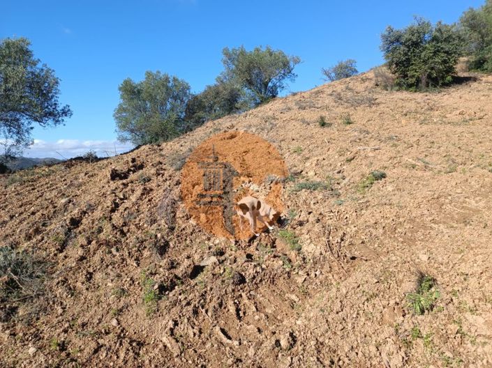 Image No.65-Plot for sale