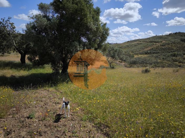 Image No.3-Plot for sale