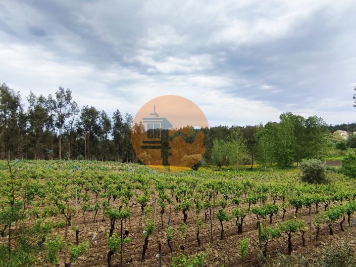 Image No.4-Plot for sale