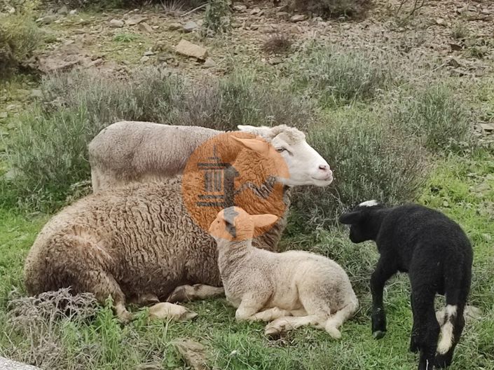 Image No.13-Plot for sale