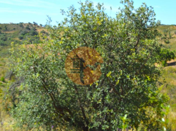 Image No.14-Terrain à vendre à Tavira