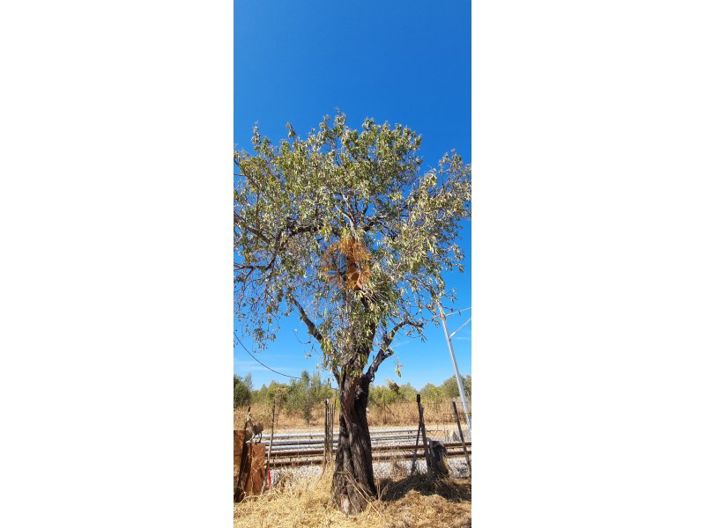 Image No.12-Plot for sale