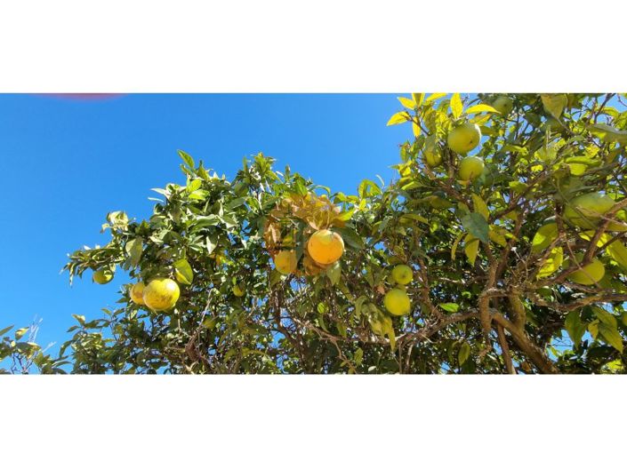 Image No.13-Plot for sale