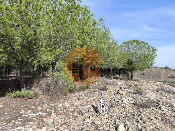 Image No.8-Plot for sale