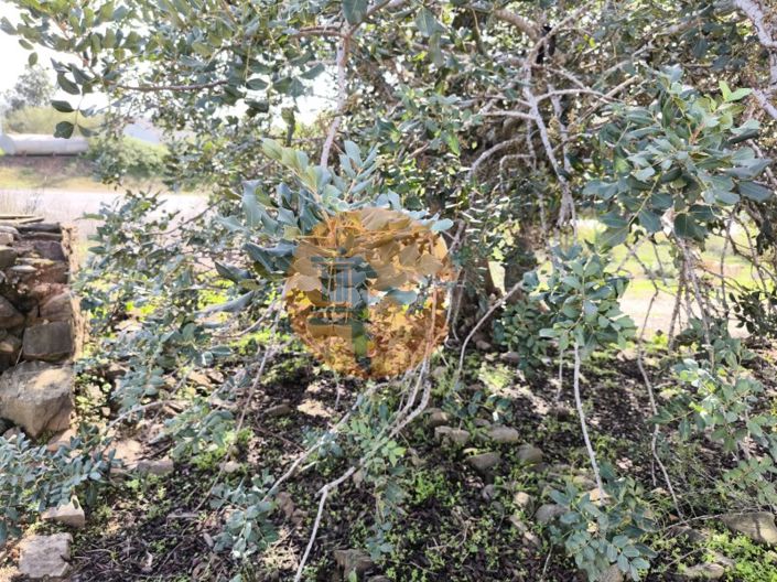 Image No.8-Maison de 1 chambre à vendre à Castro Marim