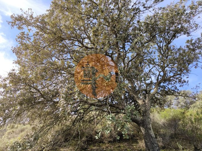 Image No.25-Terrain à vendre à Castro Marim