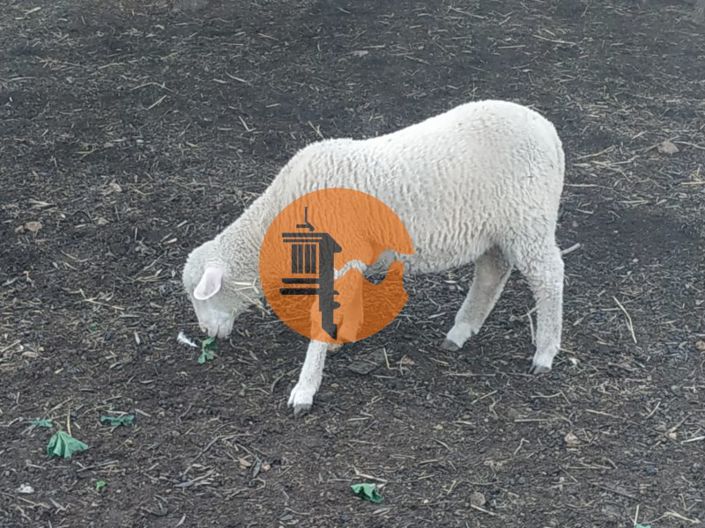 Image No.13-Plot for sale