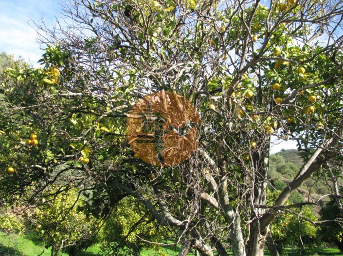 Image No.23-Plot for sale