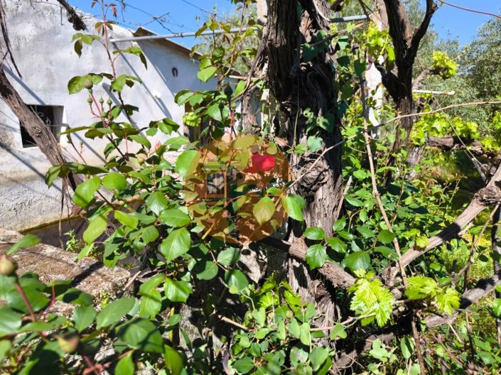 Image No.8-Plot for sale