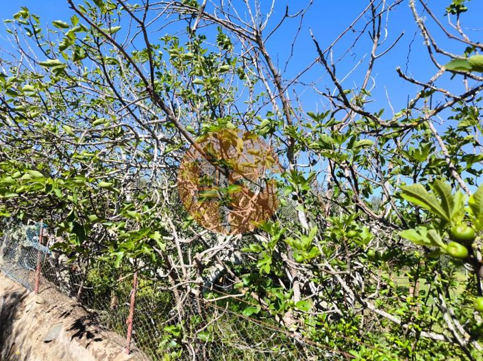 Image No.10-Plot for sale