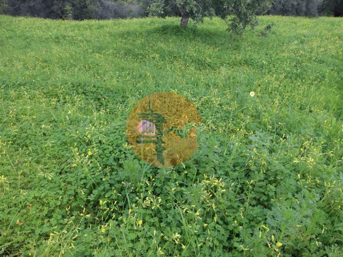 Image No.3-Ferme de 2 chambres à vendre à Tavira