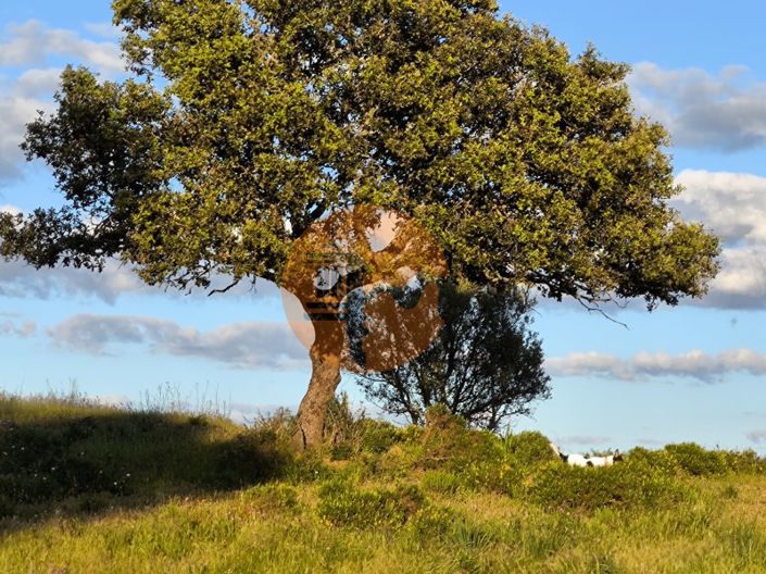 Image No.4-Plot for sale