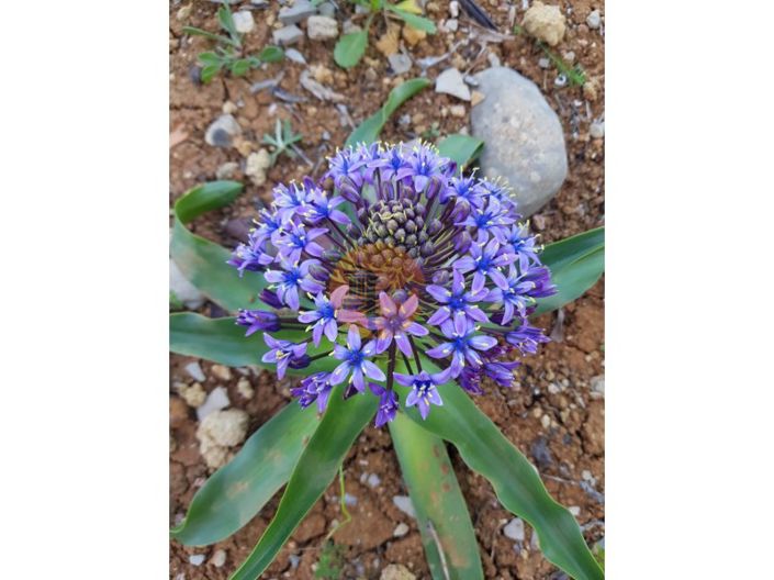 Image No.21-Terrain à vendre à Faro City