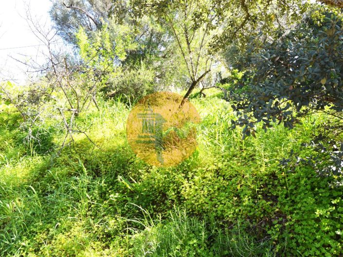 Image No.8-Ferme de 3 chambres à vendre à Tavira