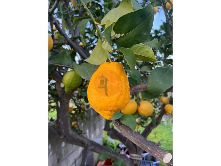 Image No.37-Maison de 3 chambres à vendre à Castro Marim