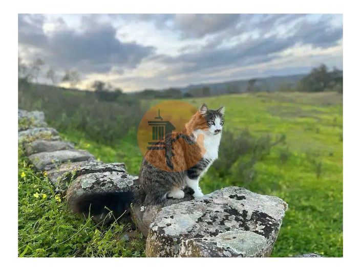 Image No.39-Maison de 3 chambres à vendre à Castro Marim