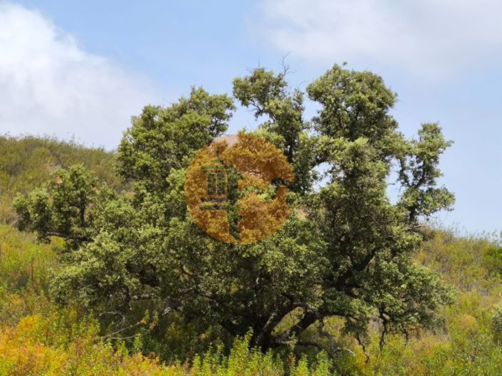 Image No.3-Plot for sale