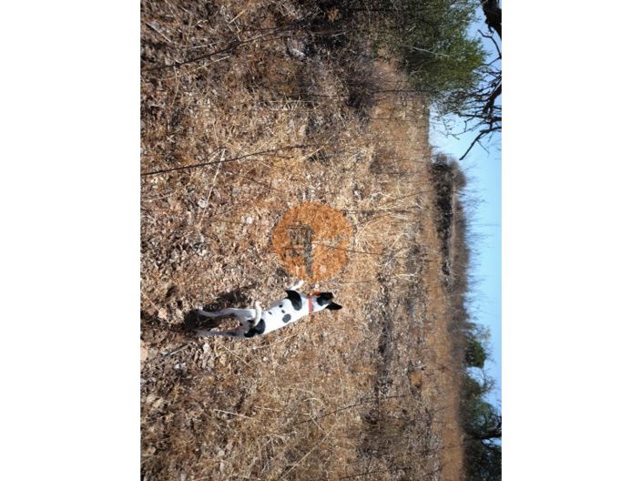 Image No.25-Plot for sale