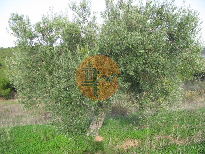 Image No.37-Terrain à vendre à Castro Marim