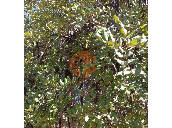 Image No.44-Terrain à vendre à Castro Marim