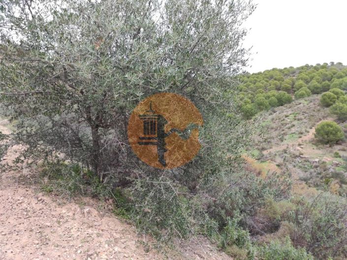 Image No.29-Plot for sale