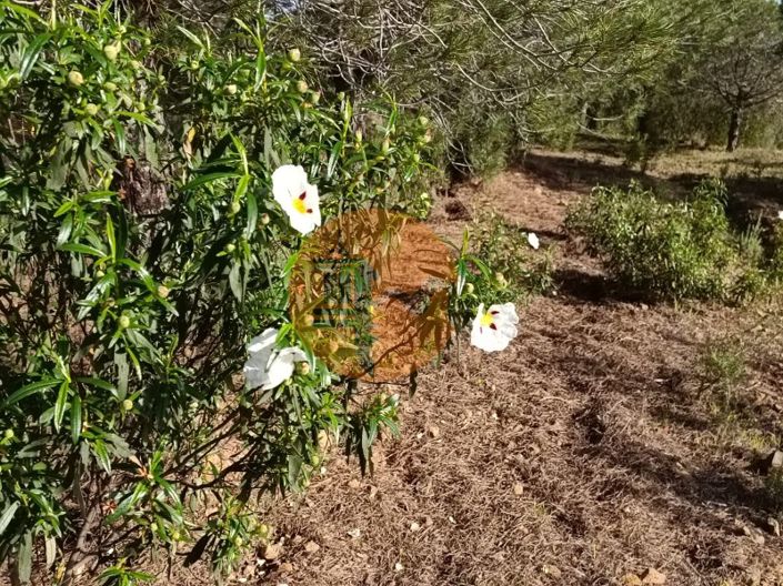Image No.26-Terrain à vendre à Castro Marim