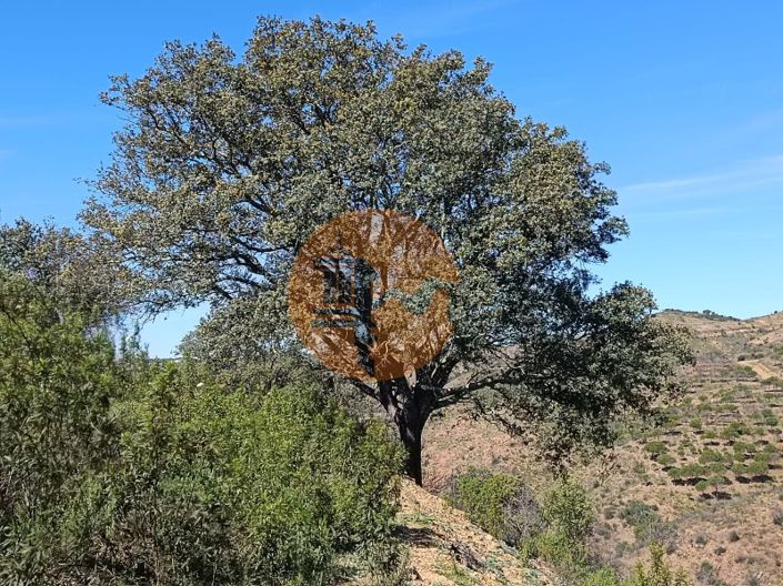 Image No.3-Terrain à vendre à Castro Marim