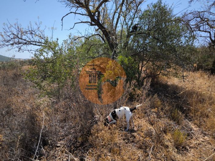 Image No.3-Terrain à vendre à Alcoutim