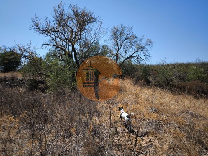 Image No.37-Plot for sale