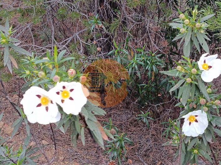 Image No.9-Plot for sale