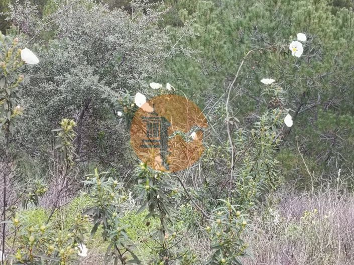 Image No.23-Plot for sale