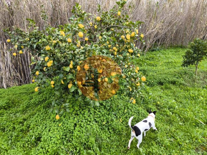 Image No.22-Plot for sale